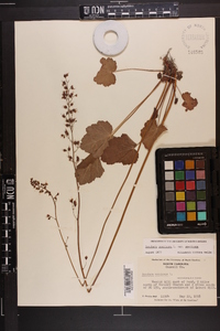 Heuchera americana image