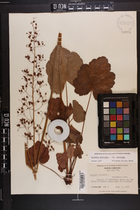 Heuchera americana image