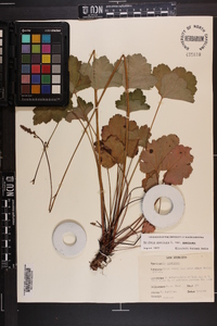 Heuchera americana var. americana image