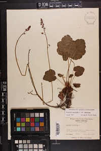 Heuchera americana image