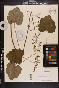 Heuchera americana image