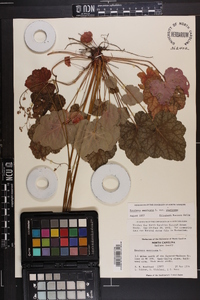 Heuchera americana image