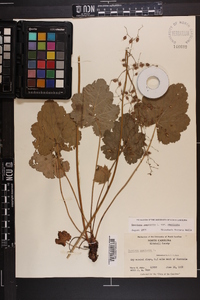 Heuchera americana image