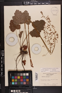 Heuchera americana var. americana image