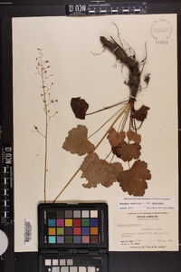 Heuchera americana image