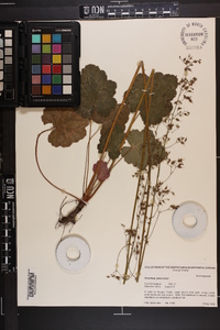 Heuchera americana image