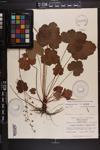 Heuchera americana image