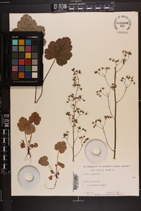 Heuchera americana image