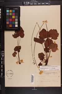 Heuchera americana image