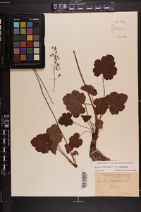 Heuchera americana var. americana image