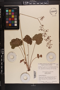 Heuchera americana image