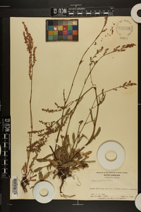 Rumex hastatulus image