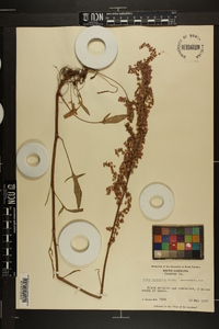 Rumex hastatulus image