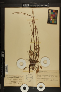 Rumex hastatulus image