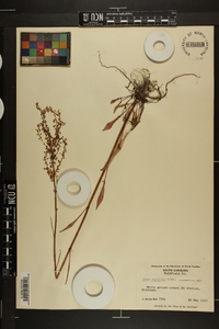 Rumex hastatulus image