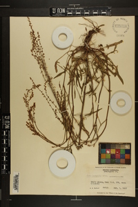 Rumex hastatulus image