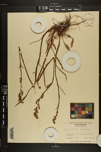 Rumex hastatulus image