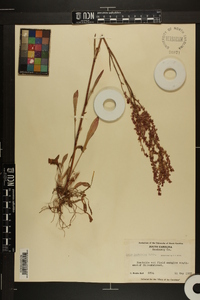 Rumex hastatulus image