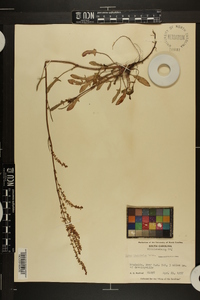 Rumex hastatulus image