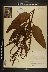 Rumex obtusifolius image