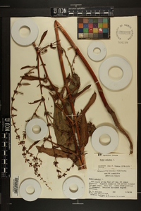 Rumex pulcher image