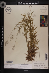 Paspalum laeve var. laeve image