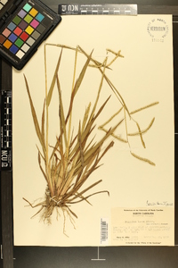 Paspalum laeve image