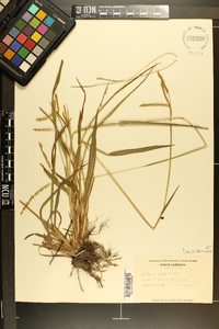 Paspalum laeve image