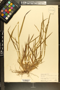 Paspalum laeve image