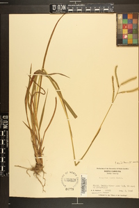 Paspalum laeve image