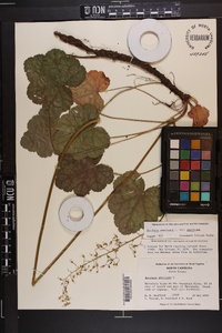 Heuchera americana var. americana image