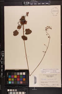 Heuchera americana image