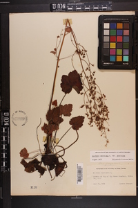 Heuchera americana var. americana image