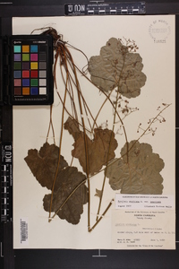 Heuchera americana image