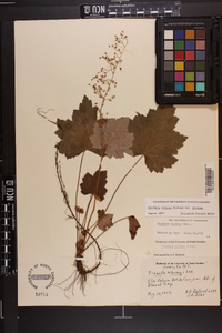 Heuchera villosa image