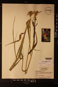 Panicum hemitomon image