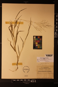 Panicum philadelphicum image