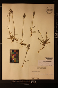 Panicum repens image