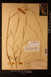 Panicum repens image