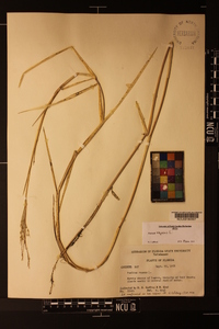 Panicum repens image