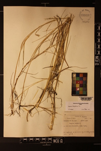 Panicum repens image