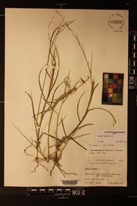 Panicum repens image