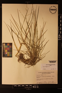 Panicum repens image