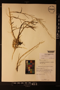 Panicum repens image