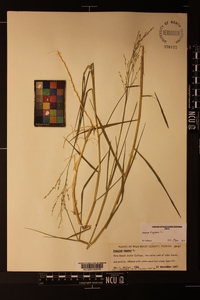 Panicum repens image