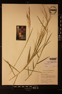Panicum repens image