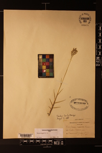 Panicum repens image