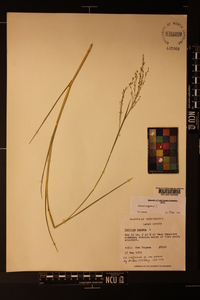 Panicum repens image