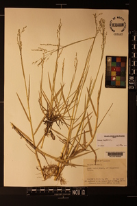 Panicum repens image