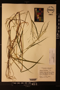 Kellochloa verrucosa image